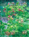   (Rubus ellipticus)    (Rubus daeus)