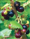   (Ribes nigrum L.)