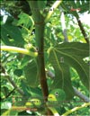     (Ficus carica L.)  2009 