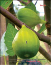 Honey figs (Ficus carica L.)