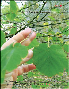 Turkish Hazel