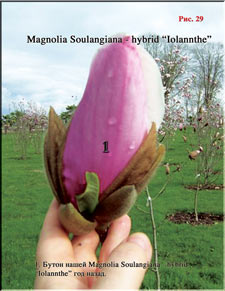 Magnolia Iolanthe