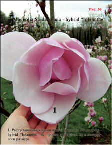 Magnolia Iolanthe