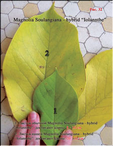 Magnolia Iolanthe