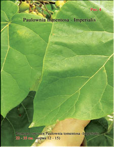 Paulownia Imperialis